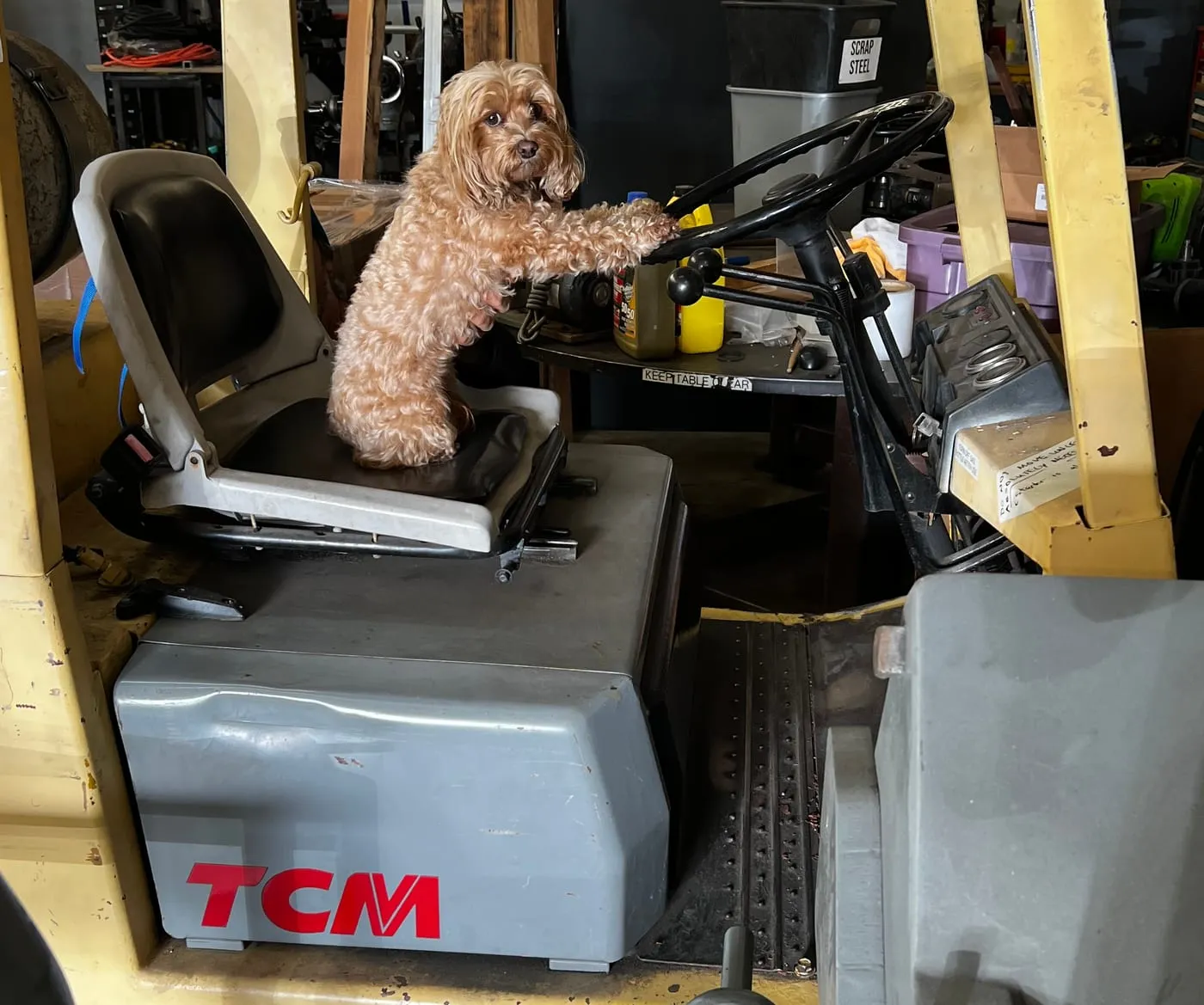 Khaleesi, a curly-haired dog, sitting at the wheel of a yellow forklift in the shop